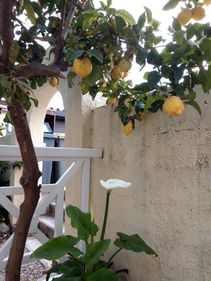 Bed and Breakfast L'Orangeraie Elne Esterno foto